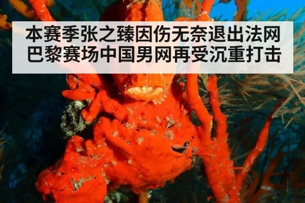 本赛季张之臻因伤无奈退出法网巴黎赛场中国男网再受沉重打击
